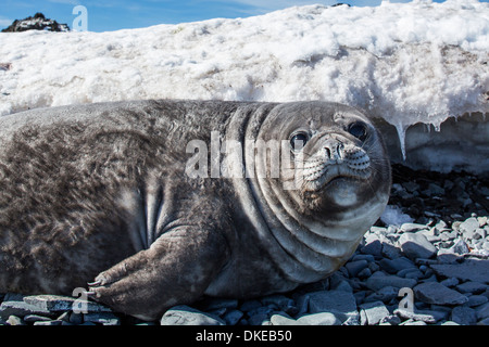 L'Antarctique, îles Shetland du Sud, Elephant seal pup (Mirounga leonina) reposant sur une plage de galets sur l'île de Livingstone Banque D'Images