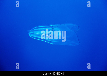 Le Chili, l'île de Diego Ramirez, sous-vue de Comb Jellyfish nage dans le Détroit de Drake Banque D'Images