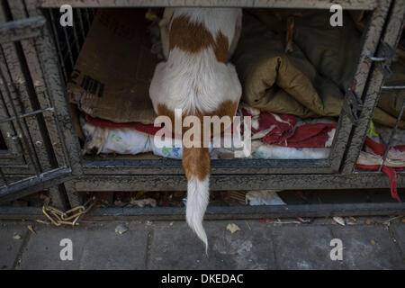 Beijing, Chine. 1er décembre 2013. YILAN ZHAO avec chien dans le lit cage à la maison. Zhao, 58 ans, vit au n°264 Deshengmen Inner Street, Dongcheng District. Zhao est analphabète, n'a pas d'emploi stable ou de revenu, et son mari est désactivé et alitée. Pour elle, la vie est très difficile, mais elle trouve le bonheur, c'est le sauvetage des chiens sans-abri. Depuis 2001, elle a été prendre soin des chiens errants. © Jiwei Han/ZUMA/ZUMAPRESS.com/Alamy fil Live News Banque D'Images