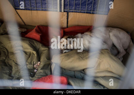 Beijing, Chine. 1er décembre 2013. Les chiens dans le lit à son domicile. Zhao, 58 ans, vit au n°264 Deshengmen Inner Street, Dongcheng District. Zhao est analphabète, n'a pas d'emploi stable ou de revenu, et son mari est désactivé et alitée. Pour elle, la vie est très difficile, mais elle trouve le bonheur, c'est le sauvetage des chiens sans-abri. Depuis 2001, elle a été prendre soin des chiens errants. © Jiwei Han/ZUMA/ZUMAPRESS.com/Alamy fil Live News Banque D'Images