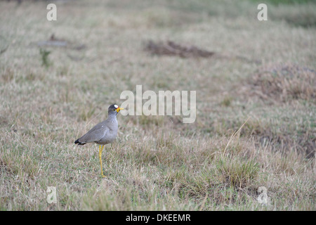 Réorganisation de l'Afrique de l'Afrique - le vanneau sociable (Vanellus senegallus caronculée) debout dans l'herbe Masai Mara - Kenya - Afrique de l'Est Banque D'Images
