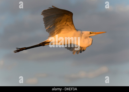 Grande Aigrette volant dans le lagon Xakanaxa, Okavango delta, Botswana Banque D'Images