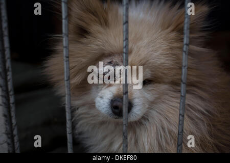 Beijing, Chine. 9Th Jul 2013. Chien blessé au stylo. Zhao, 58 ans, vit au n°264 Deshengmen Inner Street, Dongcheng District. Zhao est analphabète, n'a pas d'emploi stable ou de revenu, et son mari est désactivé et alitée. Pour elle, la vie est très difficile, mais elle trouve le bonheur, c'est le sauvetage des chiens sans-abri. Depuis 2001, elle a été prendre soin des chiens errants. © Jiwei Han/ZUMA/ZUMAPRESS.com/Alamy fil Live News Banque D'Images