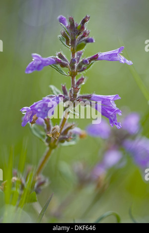 Acinos alpinus, thym rock Banque D'Images