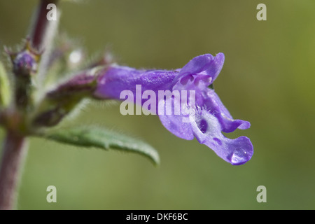 Acinos alpinus, thym rock Banque D'Images