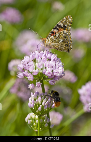 La belle dame (Vanessa cardui) sur la ciboulette (Allium senescens dicotylédones) Banque D'Images