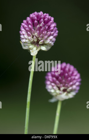 Poireau, à tête ronde allium sphaerocephalon Banque D'Images