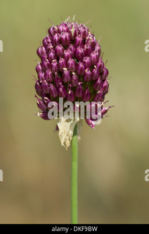 Poireau, à tête ronde allium sphaerocephalon Banque D'Images