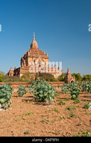 La Pagode Htilominlo dans le soleil de plomb de Bagan Myanmar (Birmanie) Banque D'Images