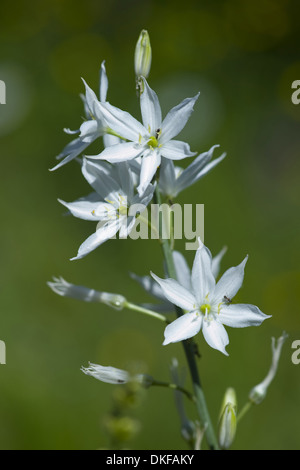 St Bernard's lily, Anthericum liliago Banque D'Images