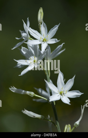 St Bernard's lily, Anthericum liliago Banque D'Images