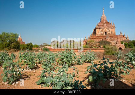 La Pagode Htilominlo dans un soleil et ciel bleu de Bagan Myanmar (Birmanie) Banque D'Images
