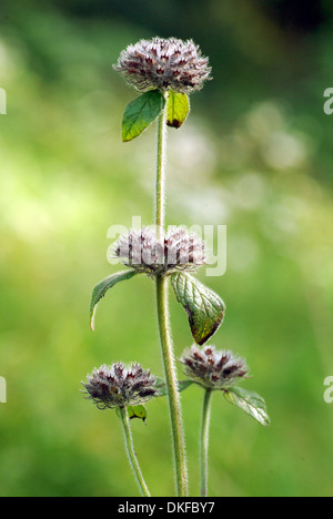 Clinopodium vulgare, basilic sauvage Banque D'Images