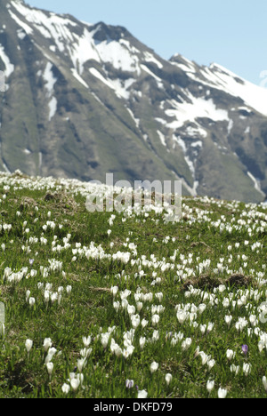 Printemps, Crocus Crocus vernus ssp. albiflorus Banque D'Images