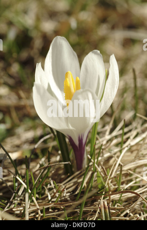 Printemps, Crocus Crocus vernus ssp. albiflorus Banque D'Images