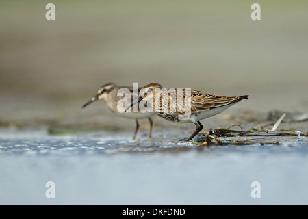 Le Bécasseau variable (Calidris alpina) et faucon Kobez (Limicola falcinellus) Banque D'Images