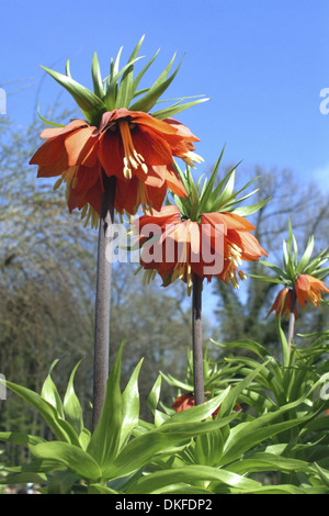 Fritillaria imperialis, Crown Imperial Banque D'Images