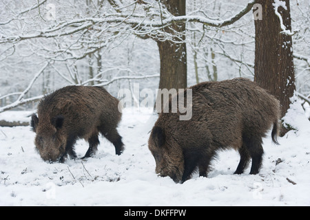 Le sanglier (Sus scrofa), deux jeunes nourriture tuskers dans la neige, captive, Saxe, Allemagne Banque D'Images