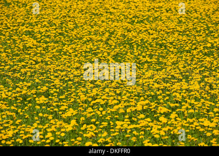 Le pissenlit (Taraxacum sect. Ruderalia), beaucoup de fleurs dans un pré, Thuringe, Allemagne Banque D'Images