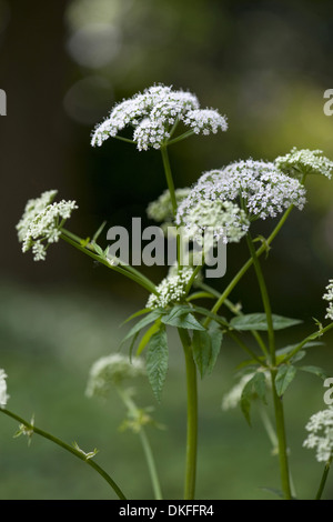 Sol ancien, Aegopodium podagraria Banque D'Images