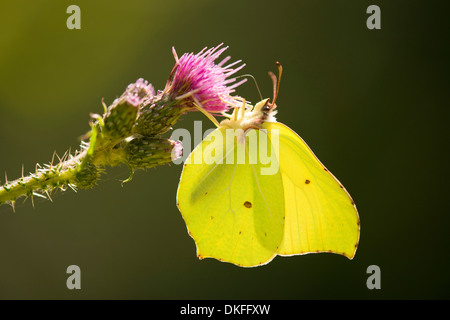 De souffre (Gonepteryx rhamni) sucer le nectar, Basse-Saxe, Allemagne Banque D'Images