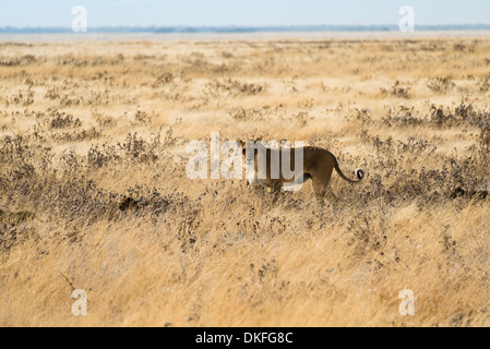 Lioness (Panthera leo) avec des petits dans la steppe, Etosha National Park, Namibie Banque D'Images