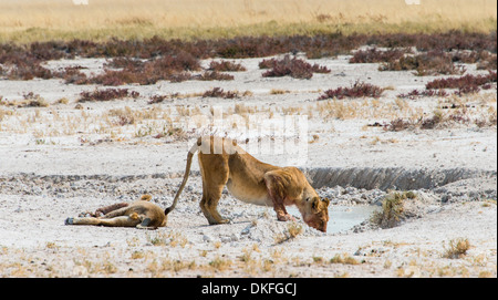 Lioness (Panthera leo) de boire à un point d'eau dans la cuvette d'Etosha, Etosha National Park, Namibie Banque D'Images