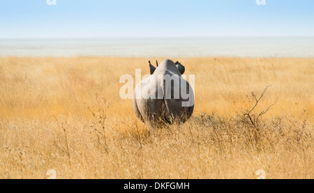 Le rhinocéros noir (Diceros bicornis), par derrière, d'Etosha, Etosha National Park, Namibie Banque D'Images