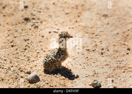 La caille (Coturnix coturnix) chick assis sur la route en gravier, la Namibie Banque D'Images