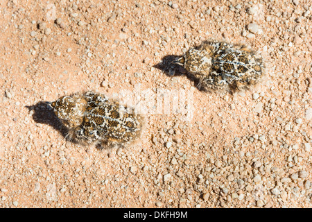 La caille (Coturnix coturnix), deux poussins assis sur une route de gravier, la Namibie Banque D'Images