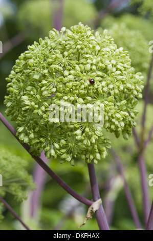 L'angélique, Angelica archangelica Banque D'Images