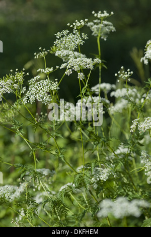 Cow parsley, Anthriscus sylvestris Banque D'Images