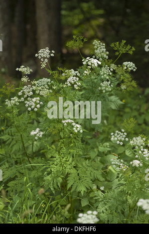 Cow parsley, Anthriscus sylvestris Banque D'Images