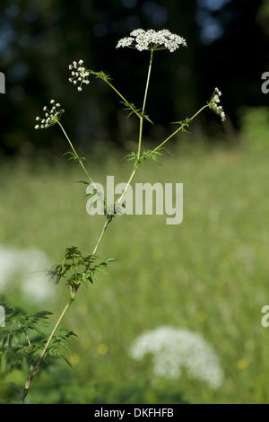 Cow parsley, Anthriscus sylvestris Banque D'Images