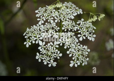 Cow parsley, Anthriscus sylvestris Banque D'Images