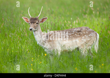 Le daim (Dama dama), les jeunes cerfs, spike, debout sur un pré, captive, Bavière, Allemagne Banque D'Images