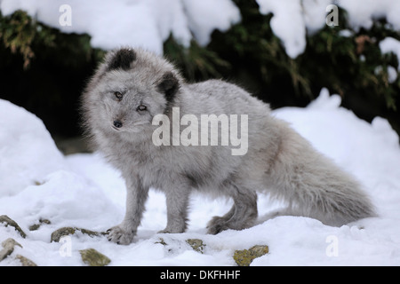 Le renard arctique (Vulpes lagopus) debout dans la neige, captive, Bade-Wurtemberg, Allemagne Banque D'Images