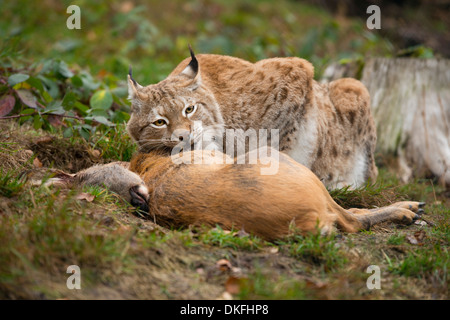 Le Lynx (Lynx lynx), homme, avec les proies le chevreuil (Capreolus capreolus), Thuringe, Allemagne Banque D'Images