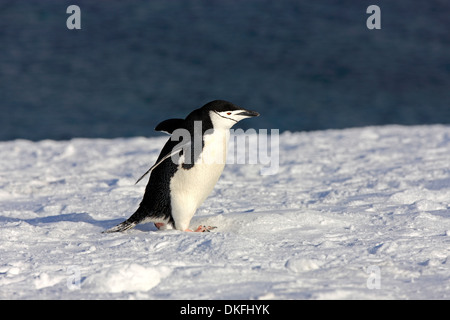 Manchot à Jugulaire (Pygoscelis antarctica), adulte, s'étendant des ailes, Brown Bluff, l'Antarctique Banque D'Images