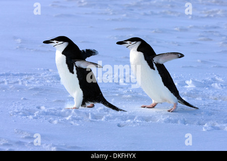 Gamla (Pygoscelis antarctica) paire, Brown Bluff, l'Antarctique Banque D'Images