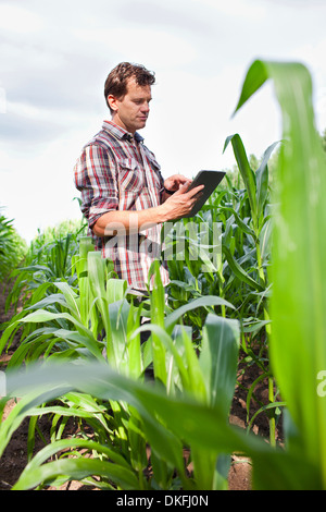 Farmer standing dans la zone de cultures using digital tablet Banque D'Images