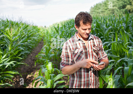 Farmer standing dans la zone de cultures using smartphone Banque D'Images