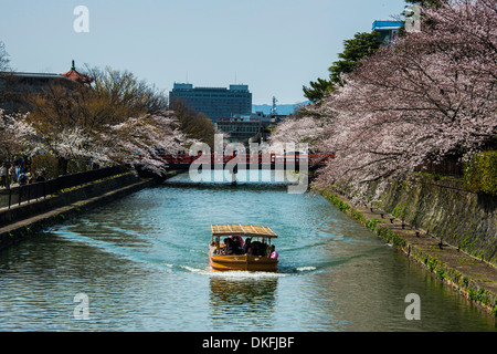 Fleur de cerisier et un petit bateau de tourisme, Kyoto, Japon Banque D'Images