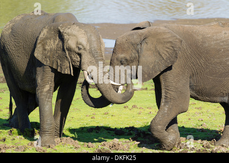 Les éléphants d'Afrique (Loxodonta africana), l'interaction sociale entre deux taureaux, Kruger National Park, Afrique du Sud Banque D'Images