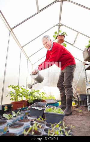 Senior man watering plants in greenhouse Banque D'Images