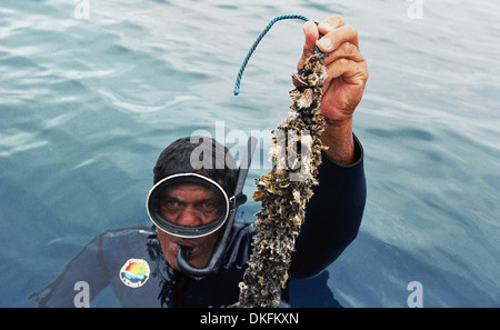 Pearl Diver dans une ferme perlière à Tahiti, Raroia Banque D'Images