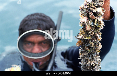 Pearl Diver dans une ferme perlière à Tahiti, Raroia Banque D'Images