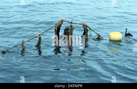 Pearl Diver dans une ferme perlière à Tahiti, Raroia Banque D'Images