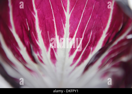 Feuilles de radicchio Banque D'Images