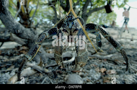 Crabe de cocotier. Pris au piège Banque D'Images